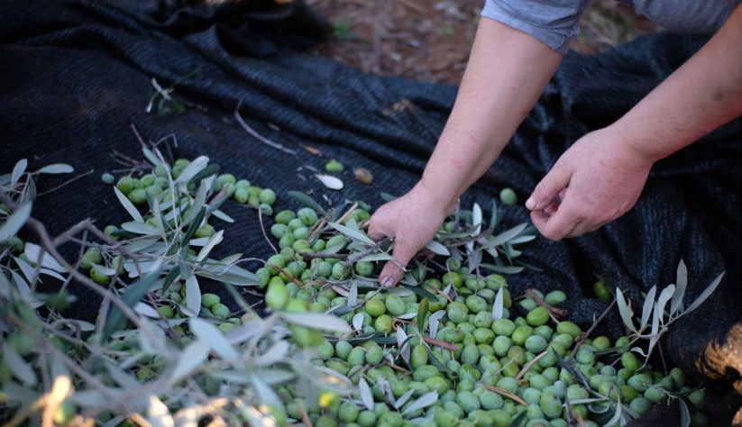 olive_harvest_header