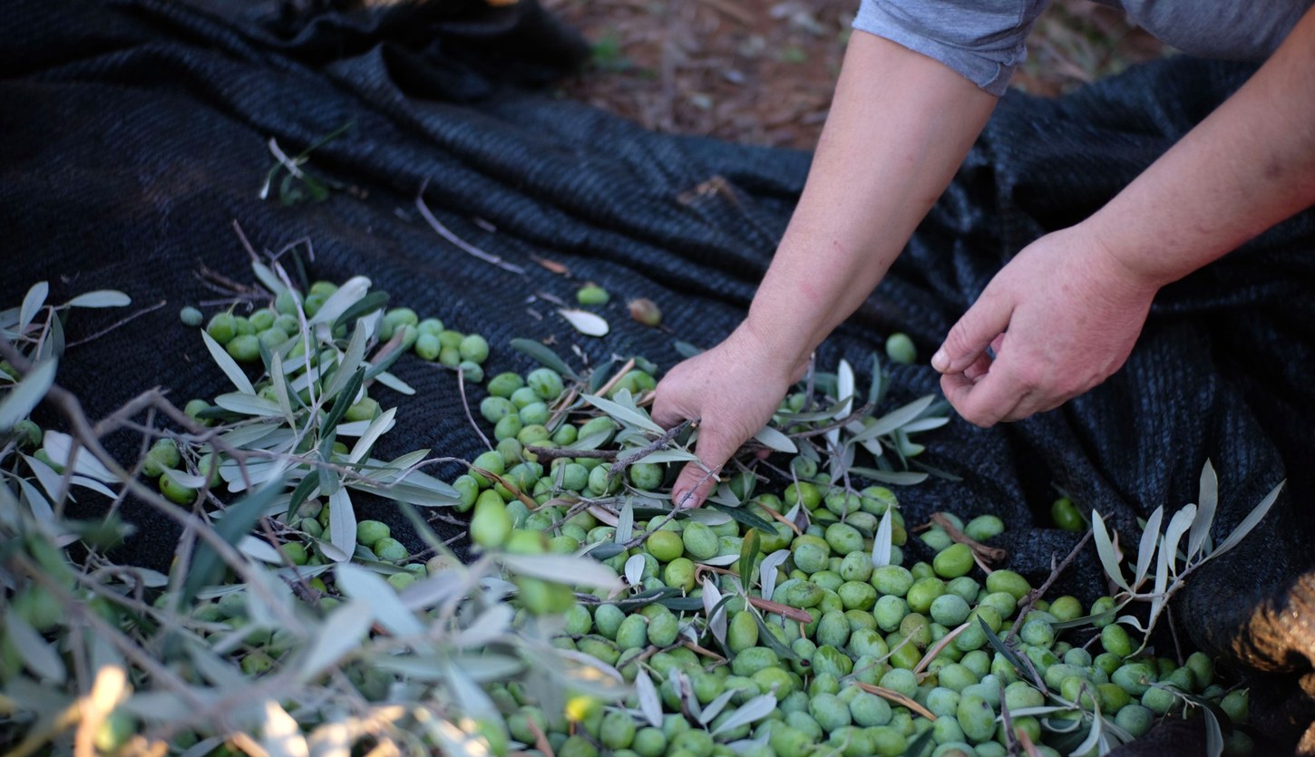 olive_harvest_header